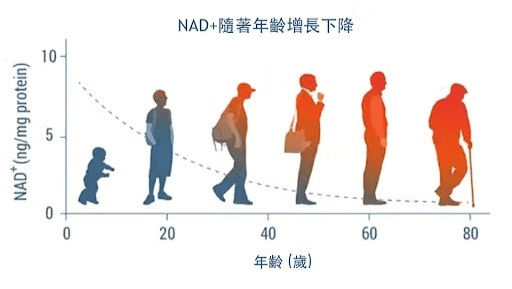 NAD+ levels decrease with age chart