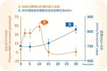 NMN Absorption Process